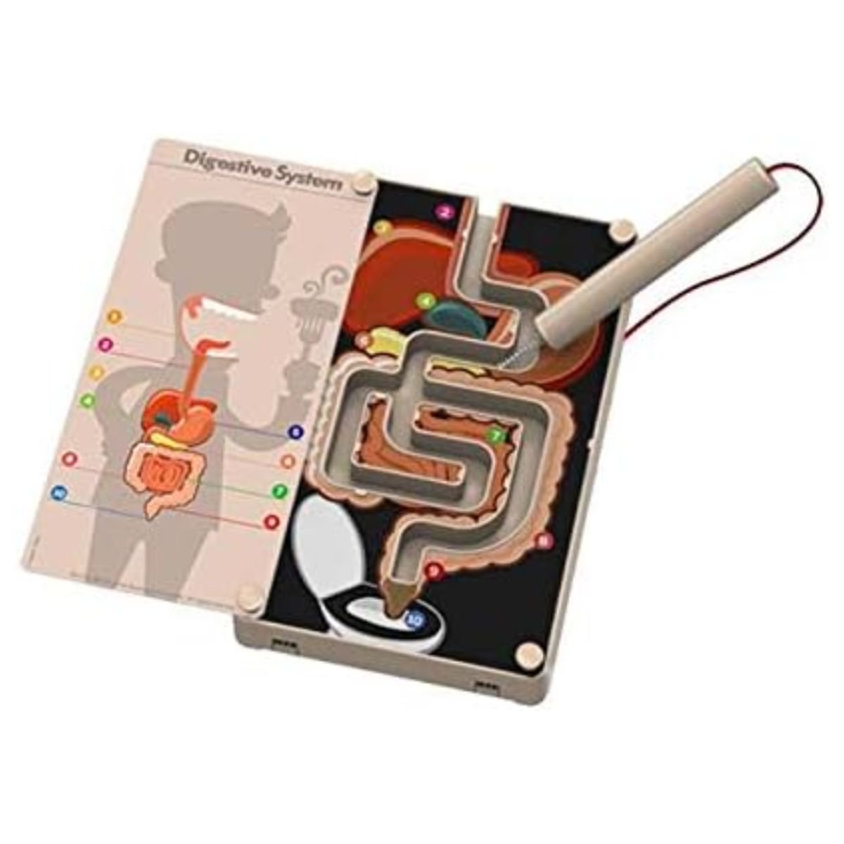 4M KidzLabs Digestive System Buzz Wire - Nesh Kids Store